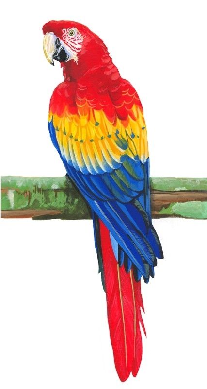 Leo the bird illustration