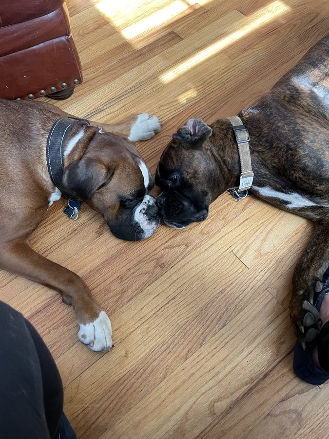 Two dogs relaxing