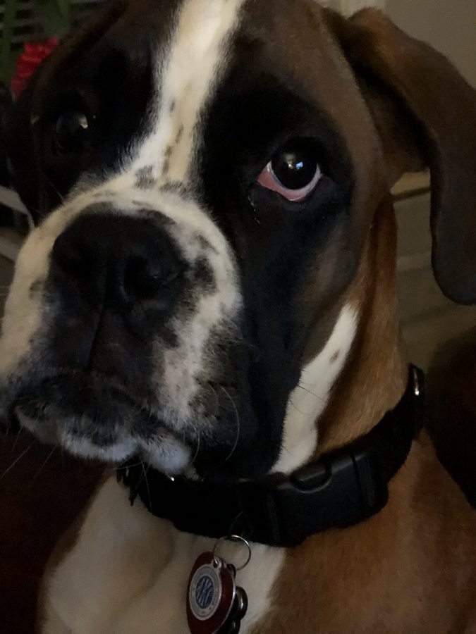 Leo the boxer looking at the camera