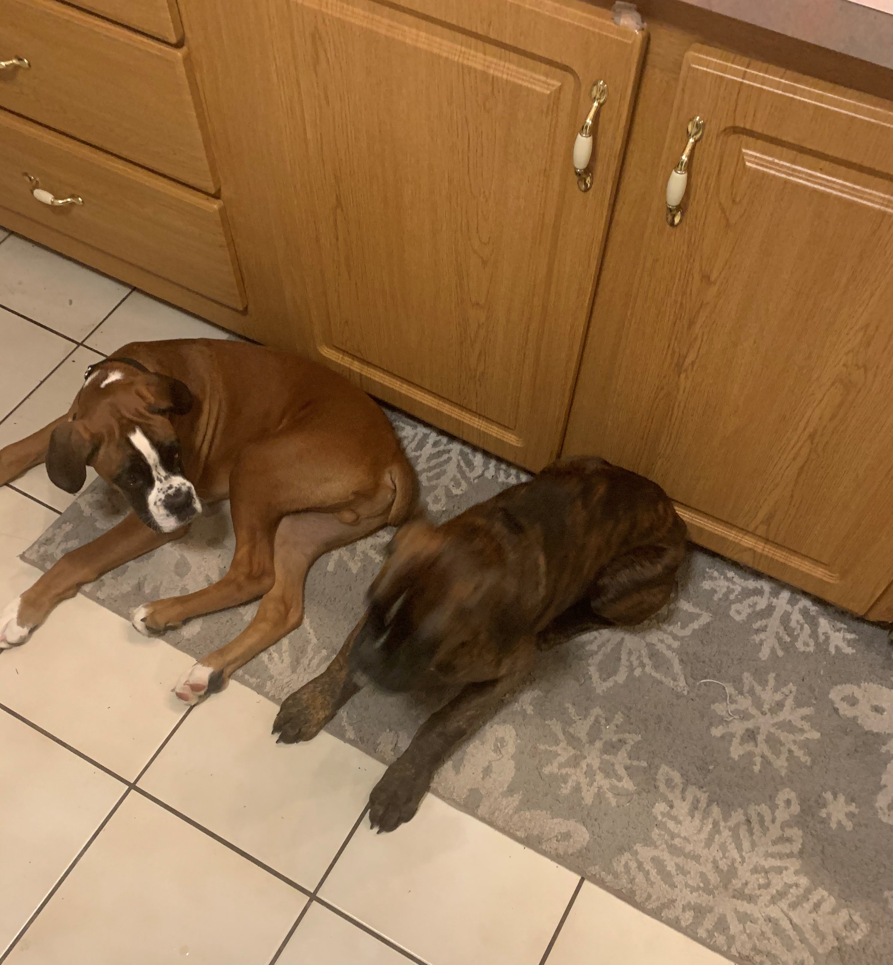 Leo and Diesel